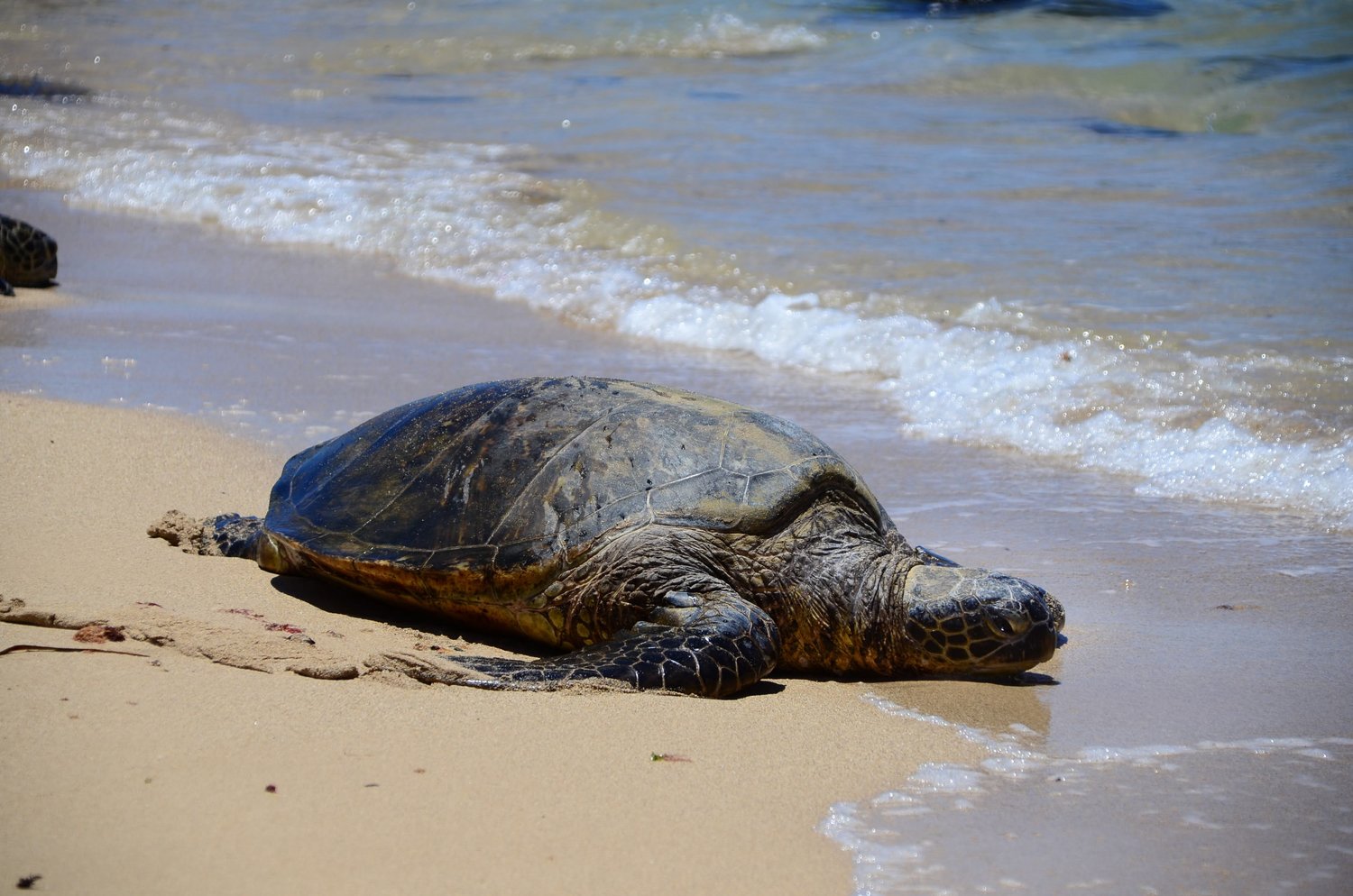A Hawaiian green sea turtle, pictured here basking on the beach, can suffer from becoming entangled in plastics, or by consuming them. As a threatened species, the turtles are protected in Hawaii, and people can face heavy fines for coming into close contact with them.